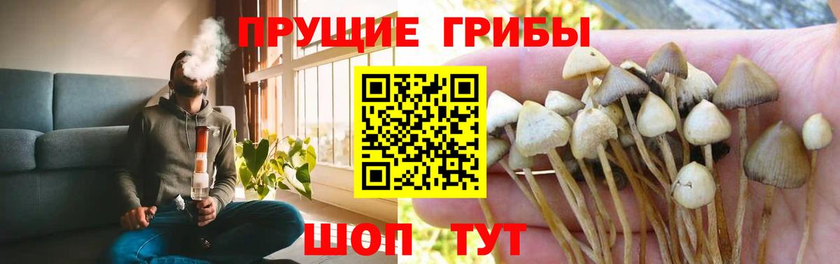 Псилоцибиновые грибы Psilocybine cubensis Феодосия